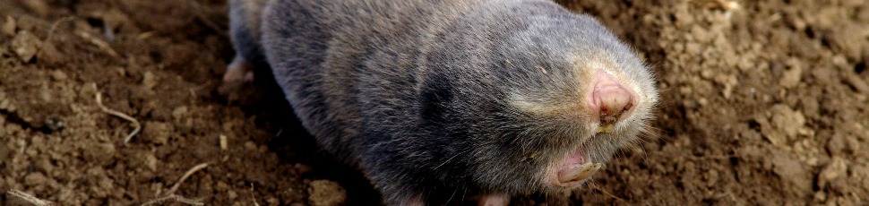 Lesser blind mole rat (Photo: Attila Németh).