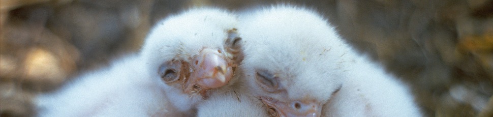 Saker falcon chicks (Photo: MME archive).