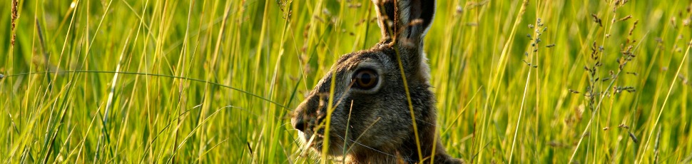 European hare (Photo: Zoltán Orbán).