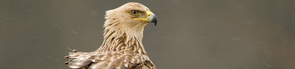 Imperial eagle (Photo: Bence Máté).