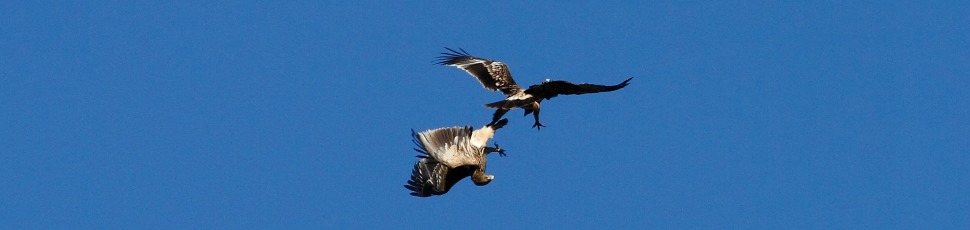 Eastern imperial eagles in fight (Photo: Zoltán Orbán). 