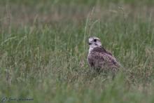 Saker falcon (Photo: Jens Halbauer). 
