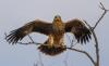 Imperial Eagle (Photo: Márton Horváth)