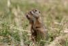 Ground-squirrel (Photo: dr. Nagy Lajos)