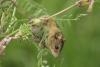 Hungarian birch mouse (Photo: Tamás Cserkész)