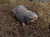 Lesser blind mole rat (Photo: dr Attila Németh)