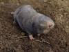 Lesser blind mole rat (Photo: dr Attila Németh)