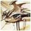 chickenroad-Dribly's picture